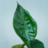 alokazja-wentii-alocasia