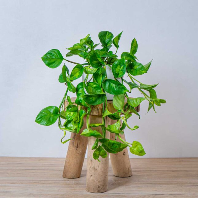 epipremnum-pinnatum-global-green epipremnum-pinnatum-global-green