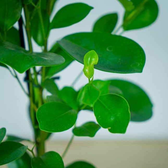fikus-microcarpa-moclame-ficus (3) fikus-microcarpa-moclame-ficus