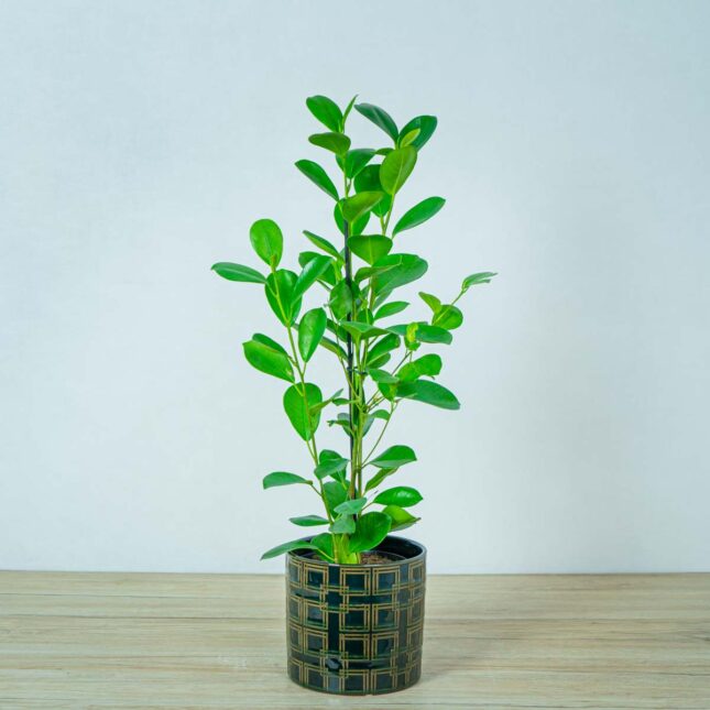 fikus-microcarpa-moclame-ficus