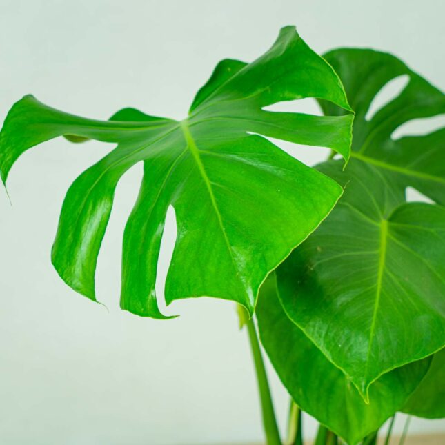 monstera-deliciosa (4) monstera-deliciosa
