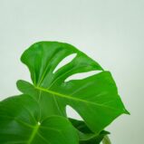 monstera-deliciosa
