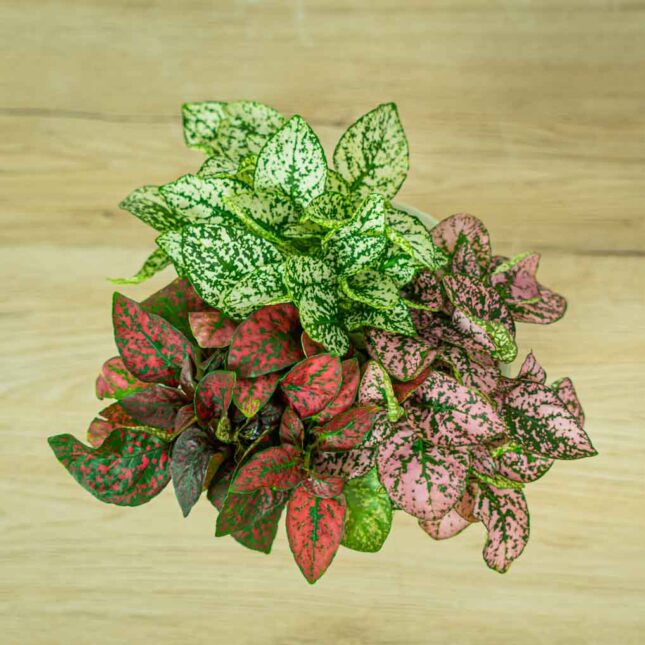 niedospian-3-kolory-hypoestes (2) niedospian-3-kolory-hypoestes