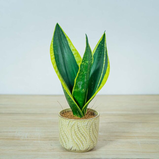 sansevieria-trifasciata-black-gold sansevieria-trifasciata-black-gold