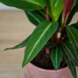 stromanthe-sanguinea