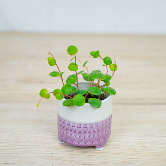 peperomia-pepperspot-baby peperomia-pepperspot-baby
