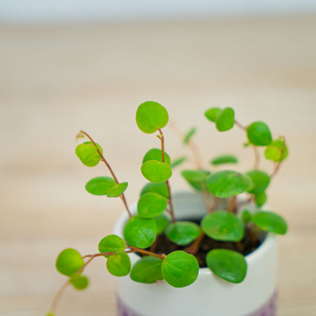 peperomia-pepperspot-baby peperomia-pepperspot-baby
