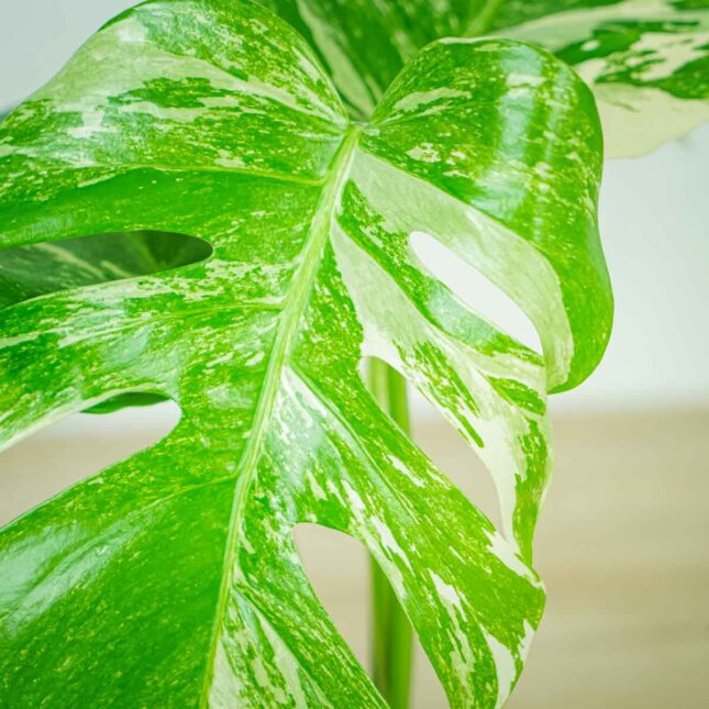 monstera-deliciosa-variegata monstera-deliciosa-variegata