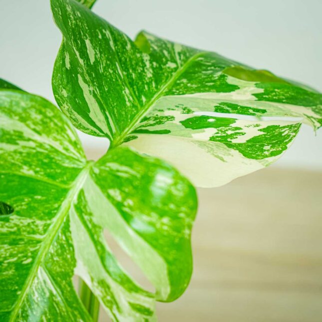 monstera-deliciosa-variegata monstera-deliciosa-variegata
