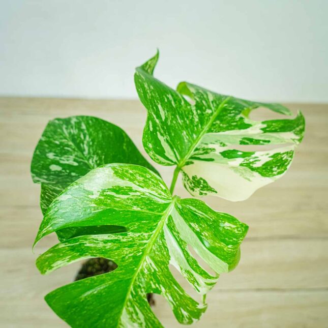 monstera-deliciosa-variegata monstera-deliciosa-variegata