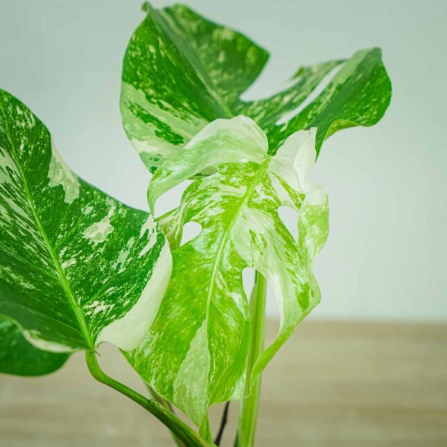 monstera-deliciosa-variegata monstera-deliciosa-variegata