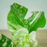 monstera-deliciosa-variegata
