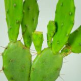 opuncja-opuntia