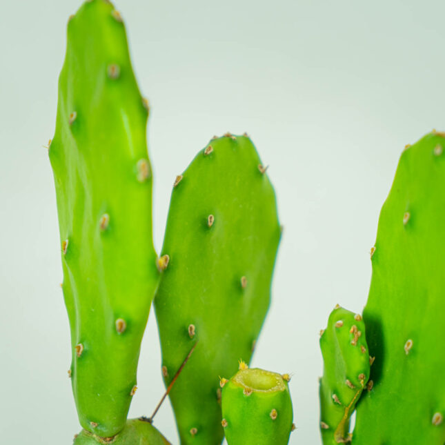 opuncja-opuntia (2) opuncja-opuntia
