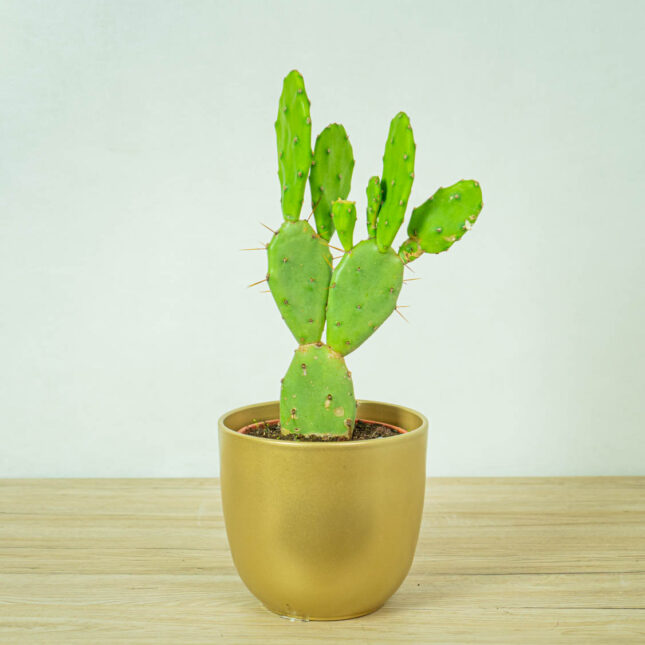 opuncja-opuntia (3) opuncja-opuntia