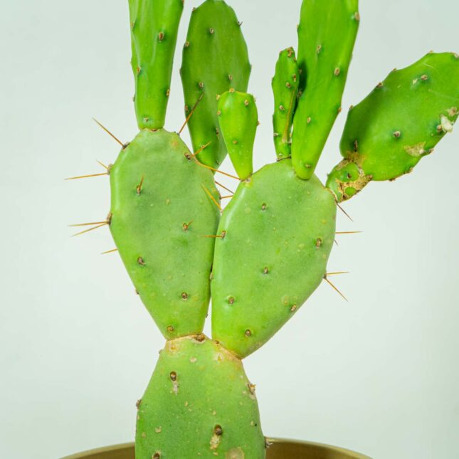 opuncja-opuntia (4) opuncja-opuntia