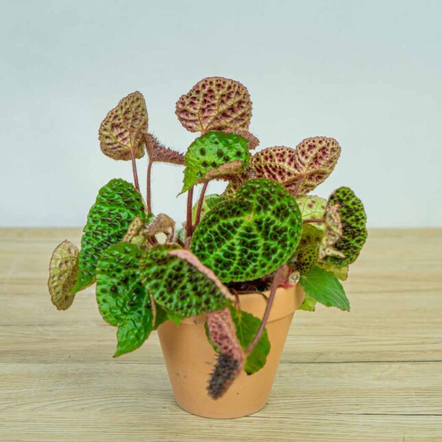 Begonia-ferox Begonia-ferox