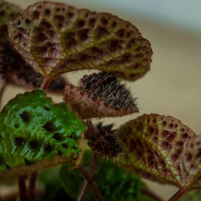 Begonia-ferox2 Begonia-ferox