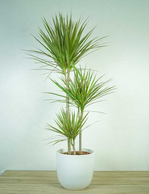 DRACena-MARGinata-Bicolor DRACena-MARGinata-Bicolor