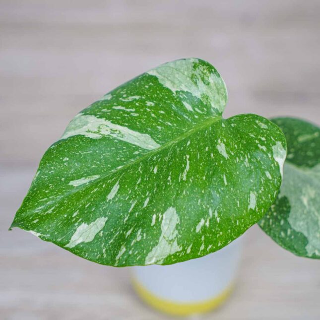 monstera-thai-constelation monstera-thai-constelation