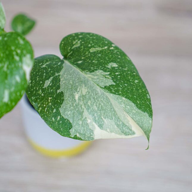monstera-thai-constelation monstera-thai-constelation
