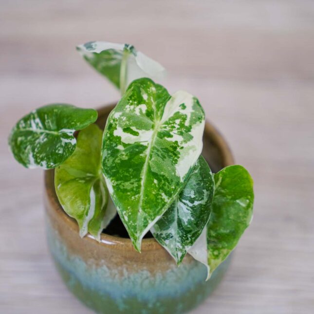 Alocasia-micholitziana-Frydek-variegata Alocasia-micholitziana-Frydek-variegata