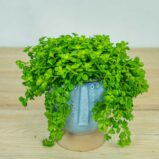 Peperomia-deppeana