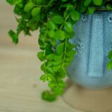 Peperomia-deppeana