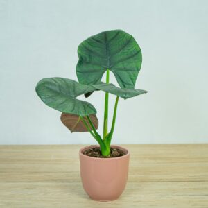 alokazja-bisma-alocasia