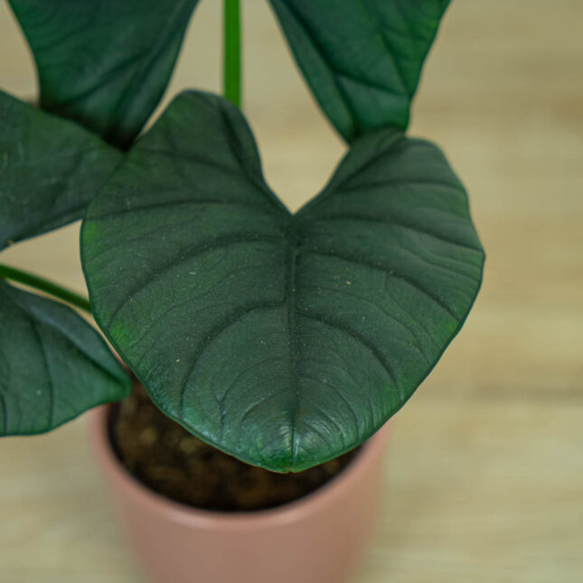 alokazja-bisma-alocasia3 alokazja-bisma-alocasia