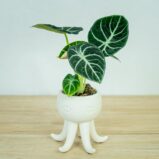 alokazja-ninja-alocasia