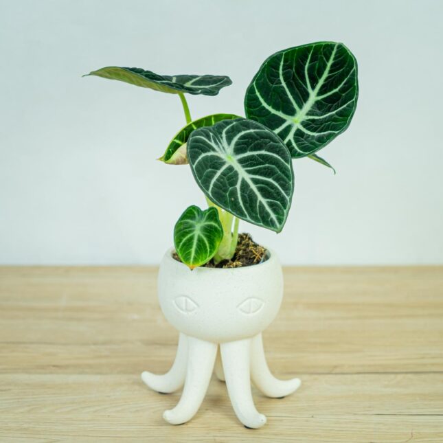 alokazja-ninja-alocasia