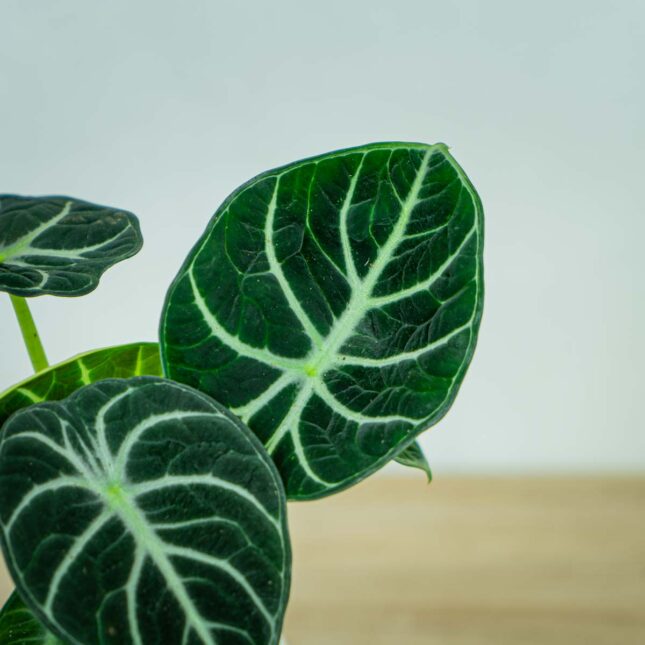 alokazja-ninja-alocasia2 alokazja-ninja-alocasia