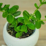 hoya-cumingiana