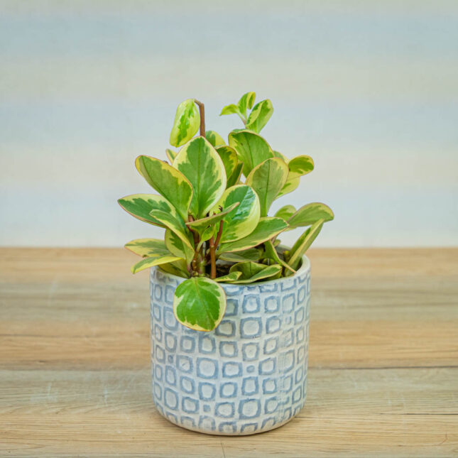 peperomia-obtipan-bicolor peperomia-obtipan-bicolor