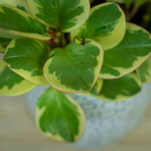 peperomia-obtipan-bicolor