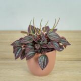peperomia-caperata-cayenne