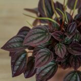 peperomia-caperata-cayenne