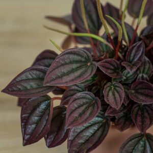 peperomia-caperata-cayenne