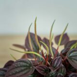 peperomia-caperata-cayenne