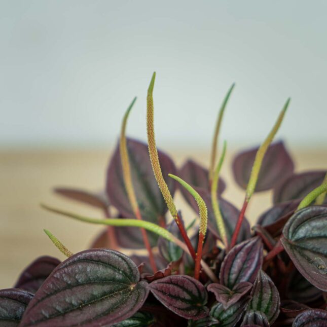 peperomia-caperata-cayenne (3) peperomia-caperata-cayenne