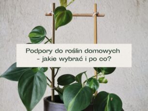 Roślina pnąca rosnąca wzdłuż drabinki