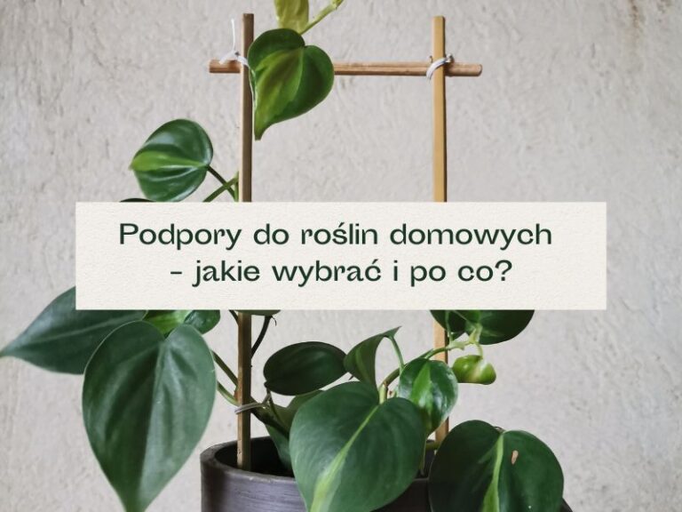 Roślina pnąca rosnąca wzdłuż drabinki