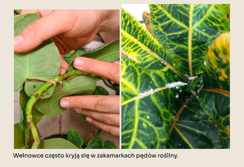 wełnowiec kroton reka lodyga