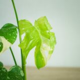 monstera-thai-constelation