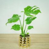 monstera-thai-constelation