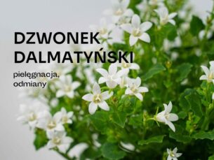 Bylina o białych kwiatkach