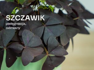 Roślina o liściach wyglądających jak fioletowa koniczyna - pielęgnacja i odmiany