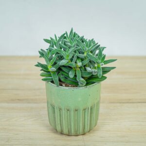crassula-tarantula