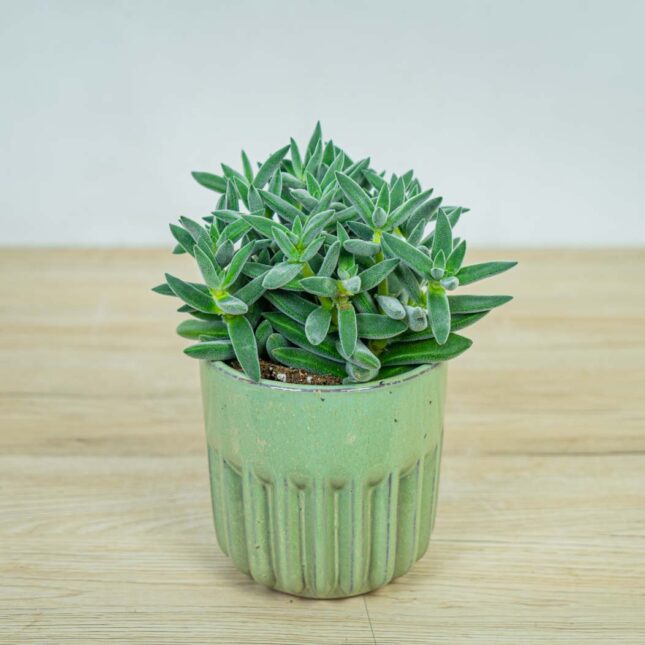 crassula-tarantula